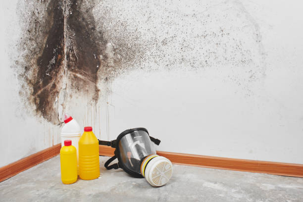 Best Crawl Space Mold Removal  in Keewatin, MN
