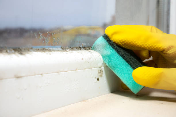 Mold Removal and Inspection in Keewatin, MN