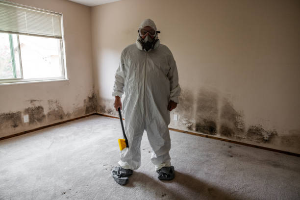 Best Attic Mold Removal  in Keewatin, MN