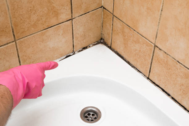 Best Attic Mold Removal  in Keewatin, MN